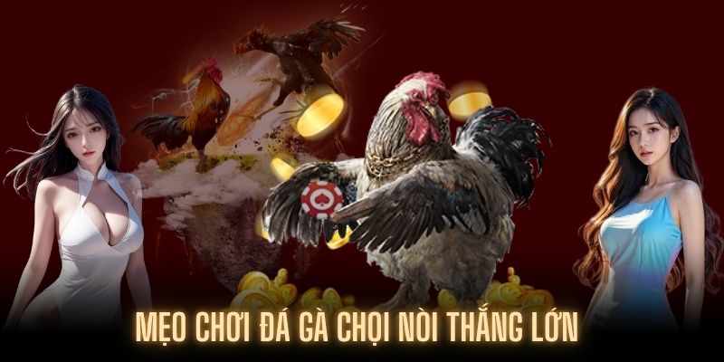 Bí kíp để tham gia đá gà chọi nòi luôn giành chiến thắng