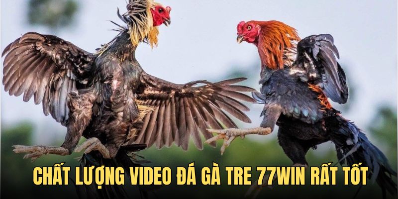 Chất lượng trận đấu siêu đỉnh trong dạng cược chọi gà tre