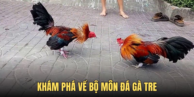 Đôi nét về dạng đá gà tre siêu hot