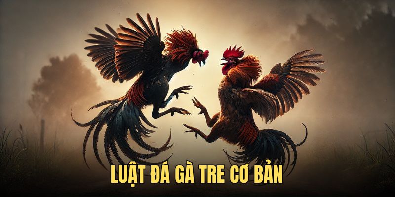 Luật chọi kê cơ bản hội viên cần biết