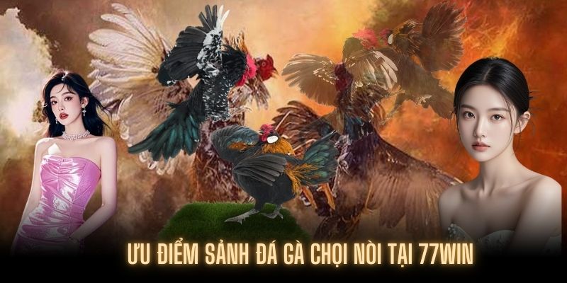 Những điểm vượt trội mà đá gà chọi nòi mang lại cho khách hàng